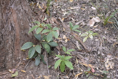 Cissus sterculiifolia