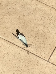 Papilionoidea