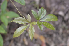 Cissus sterculiifolia