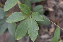 Cissus sterculiifolia