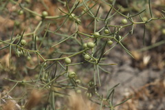 Asparagus ferganensis