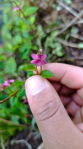 Viola rubella, photograph 1