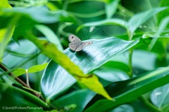 Ypthima baldus newboldi