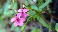 Viola rubella, photograph Víctor Vidal Echeverría, CC BY, iNaturalist via GBIF