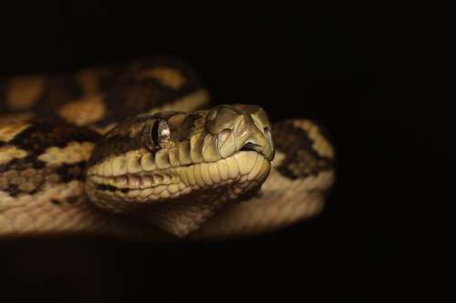Coastal Carpet Python sighting