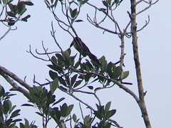 Pteroglossus inscriptus