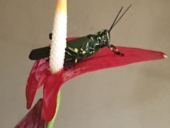 Chromacris speciosa