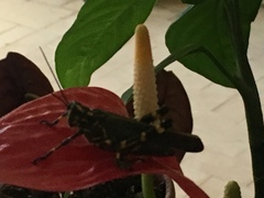Chromacris speciosa