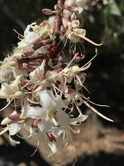 Hippodamia convergens