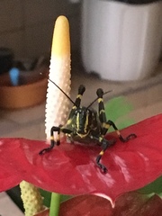 Chromacris speciosa