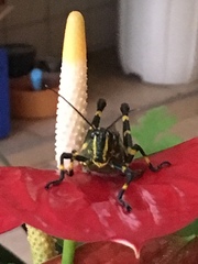 Chromacris speciosa