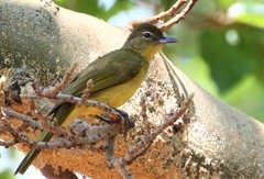 Chlorocichla flaviventris flaviventris