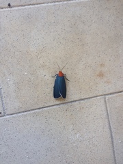 Apistosia judas