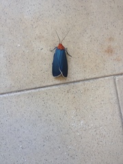 Apistosia judas