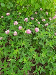 Trifolium medium