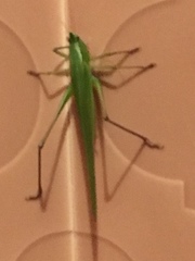 Tettigoniidae