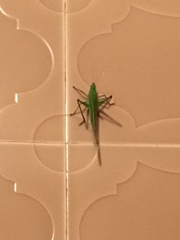 Tettigoniidae