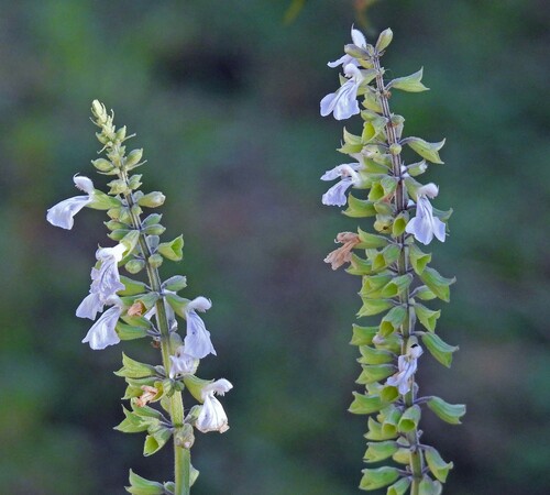 Image of Salvia cardiophylla by no rights reserved