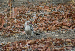 Tockus damarensis