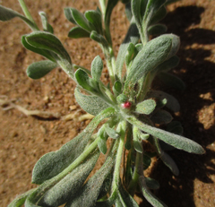 Helichrysum argyrosphaerum