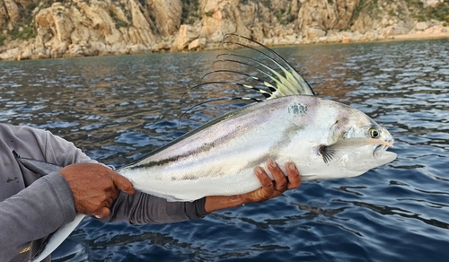 Roosterfish