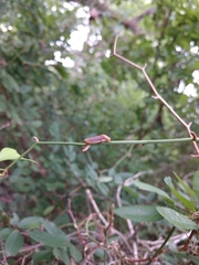 Oncometopia hamiltoni