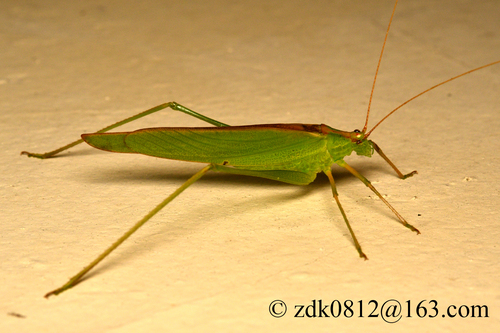 Ducetia japonica