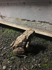 Bufo formosus