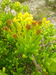 Senecio sarcoides