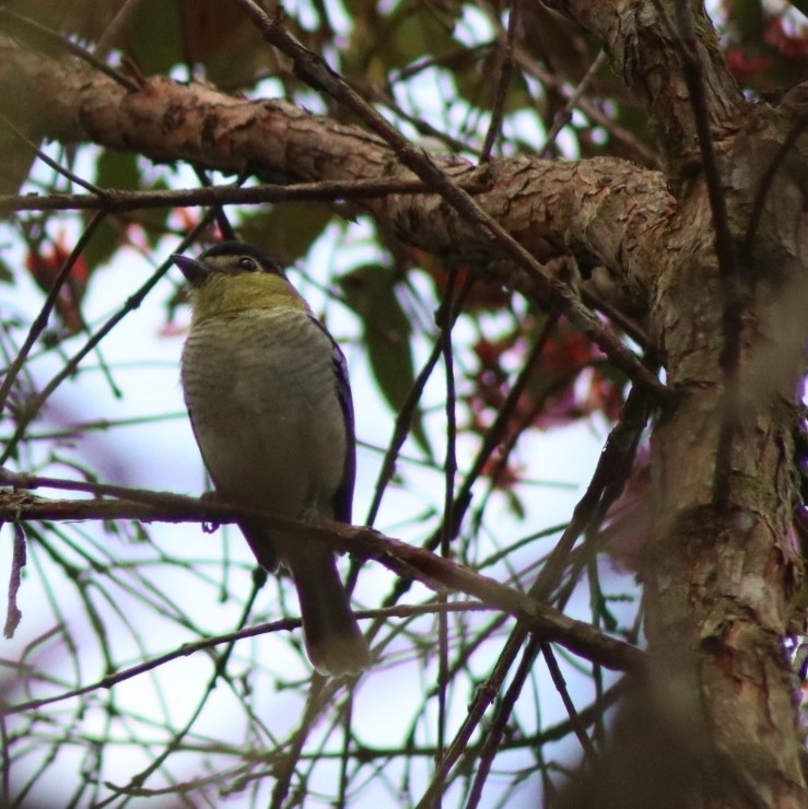 Barred Becard (Pachyramphus versicolor)