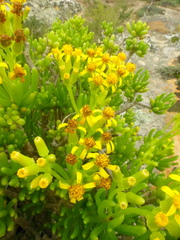 Senecio sarcoides