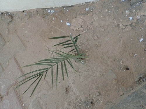 Date Palm