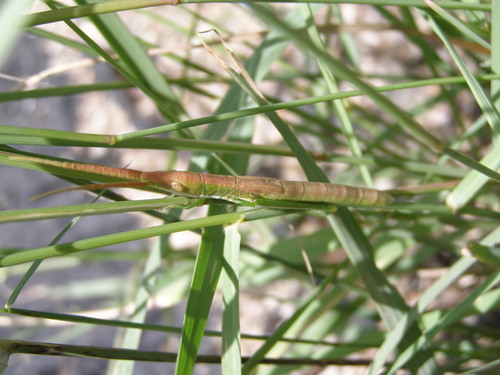 (Prorocorypha)