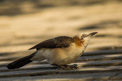 Turdoides gymnogenys