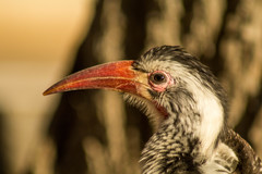 Tockus damarensis