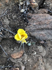 Calochortus concolor
