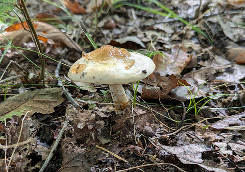 Hygrophorus glutinifer