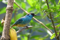 Chalcothraupis ruficervix