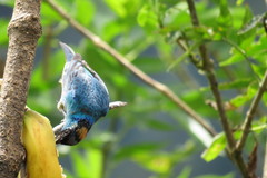 Chalcothraupis ruficervix