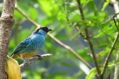 Chalcothraupis ruficervix