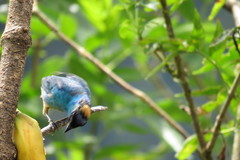 Chalcothraupis ruficervix