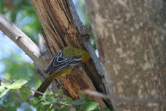 Icterus pustulatus graysonii