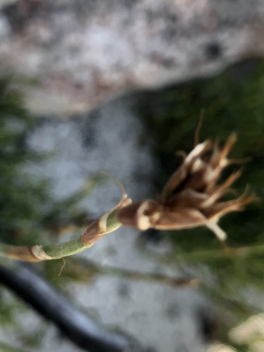 Image of Restio capensis by (c) Caroline Voget, some rights reserved (CC BY)