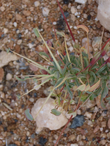 Monsonia patersonii