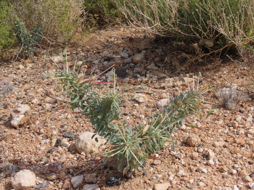 Monsonia patersonii