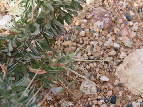 Monsonia patersonii