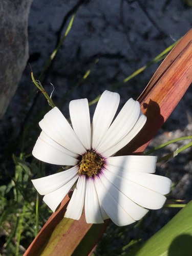 Image of Dimorphotheca nudicaulis by (c) Caroline Voget, some rights reserved (CC BY)