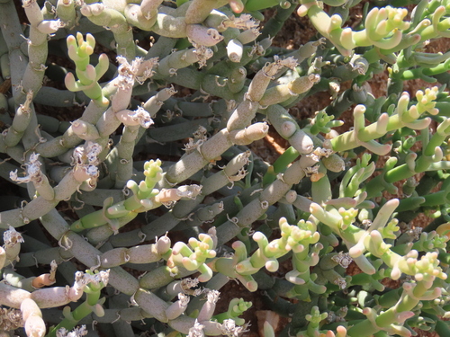 Mesembryanthemum schlichtianum