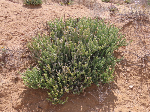 Mesembryanthemum schlichtianum