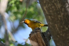 Icterus pustulatus graysonii